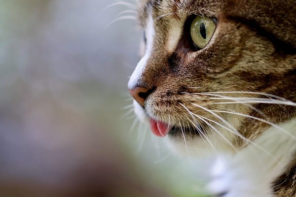Mutuelle pour chat : assurer sa santé facilement et rapidement